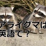 アライグマは英語で