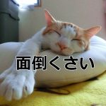 面倒くさがりの猫