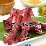 イカ料理