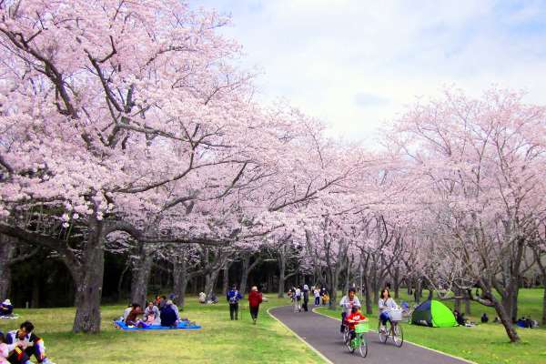 桜が満開の公園