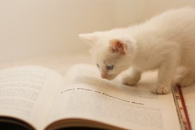 本を見る猫