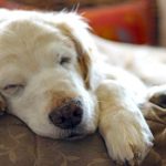 ソファーで寝る犬