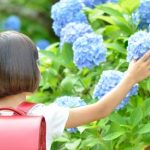 紫陽花と小学生