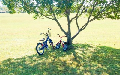 木陰と自転車