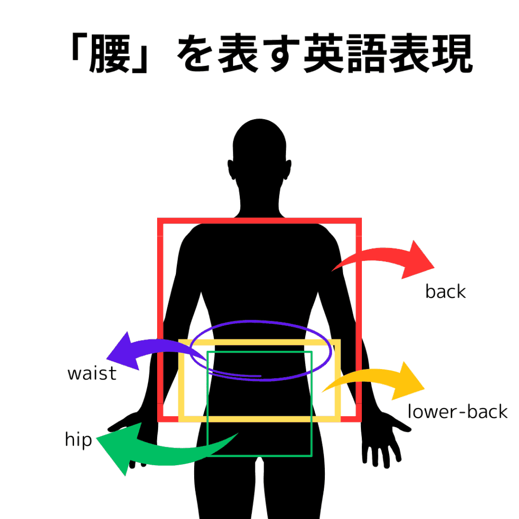 腰を表す英語